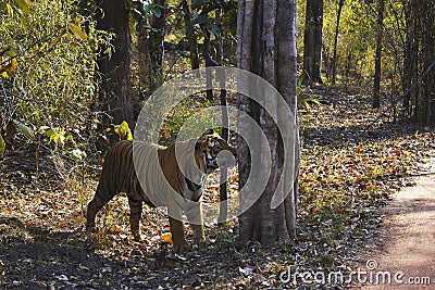 Tiger Panthera tigris tigris- Mukunda male, Bandhavgarh Tiger Reserve, Madhya Pradesh, India Stock Photo