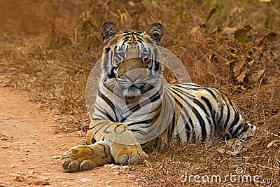 Tiger Panthera tigris tigris- Jaichand, Umred-Karhandla Wildlife Sanctuary, Maharashtra, India Stock Photo