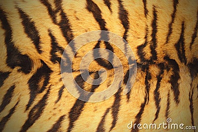 Tiger pelt Stock Photo