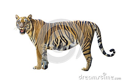 Tiger pictures on white background have different verbs Stock Photo