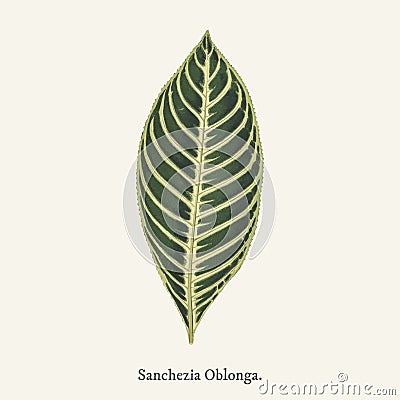 Tiger Plant Sanchezia Nobilis found in 1825-1890 New and Rar Stock Photo