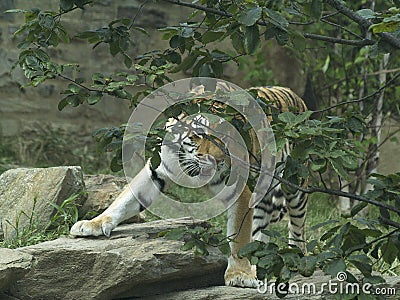 Tiger Plays Hide And Seek Stock Photo