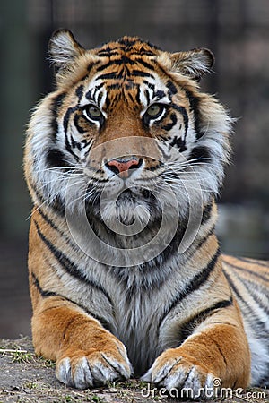 Tiger portrait Stock Photo