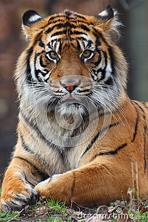 Tiger portrait Stock Photo