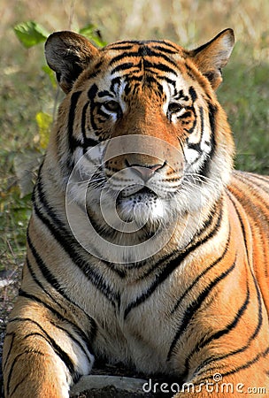 Tiger Portrait Stock Images - Image: 12463454