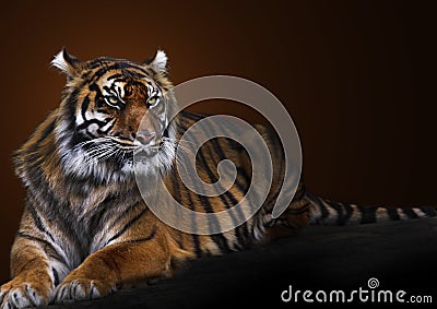 Tiger portrait Stock Photo