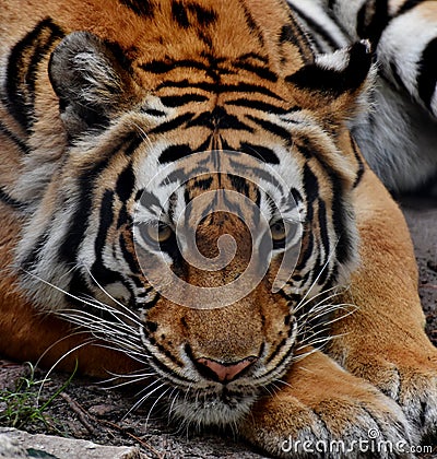 Tiger Portrait Stock Photo