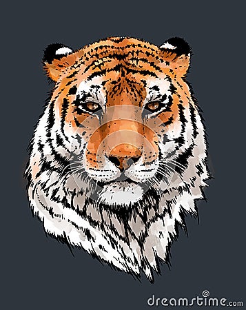 Tiger portrait illustration. Wild cat head detailed drawing. Majestic predator bengal art isolated Cartoon Illustration