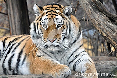 Tiger Stock Photo