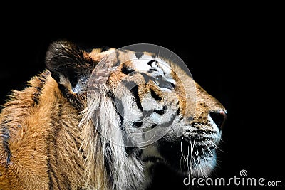 Tiger profile Stock Photo