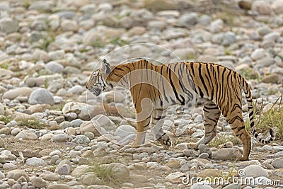 Tiger on prowl Stock Photo