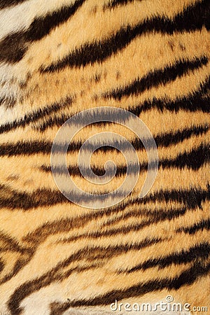 Tiger real fur Stock Photo