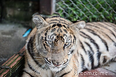 Tiger Resting in Its Cage Stock Photo