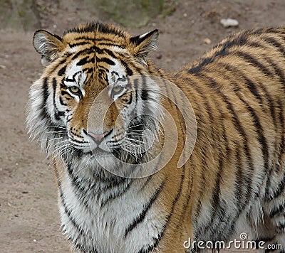 Tiger from right side Stock Photo