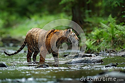 Tiger in the river. Tiger action wildlife scene, wild cat, nature habitat. Tiger running in water. Danger animal, tajga in China. Stock Photo