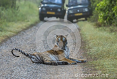 Tiger road block, Panthera tigris, Dhikala, Jim Corbett National Park, Nainital, Uttarakhand, India Stock Photo