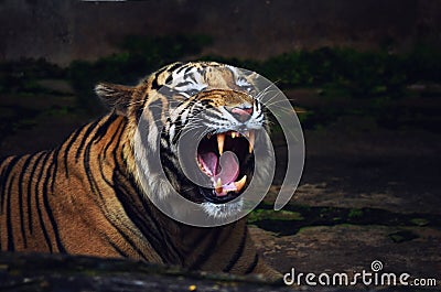 Tiger Roar Warning Attack Stock Photo