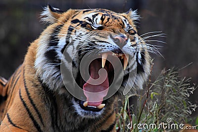 Tiger roar Stock Photo