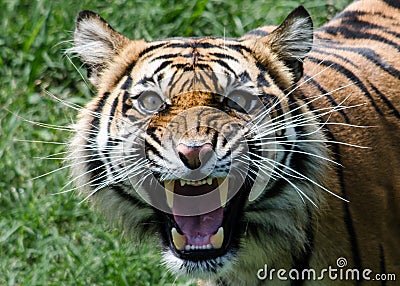 Tiger roaring green backround whiskers snarling Stock Photo