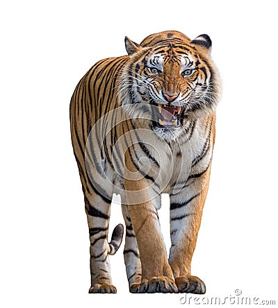 Tiger Roaring isolated on white background. Stock Photo