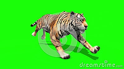 Tiger Run Stock Footage & Videos - 131 Stock Videos