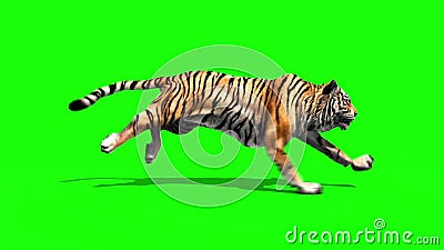 Tiger Run Animals Loop Green Screen 3D Rendering Animation Stock Footage -  Video of jungle, front: 172912020