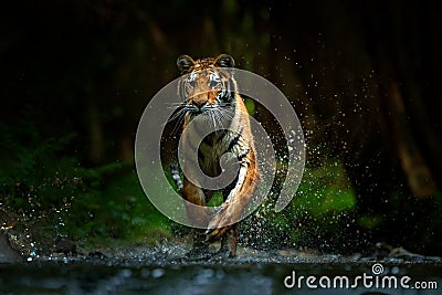 Tiger running in the water. Danger animal, tajga in Russia. Animal in the forest stream. Grey Stone, river droplet. Amur tiger wit Stock Photo