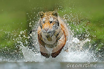 Tiger running in the water. Danger animal, tajga in Russia. Animal in the forest stream. Grey Stone, river droplet. Tiger with spl Stock Photo