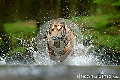 Tiger running in the water. Danger animal, tajga in Russia. Animal in the forest stream. Grey Stone, river droplet. Tiger with spl Stock Photo