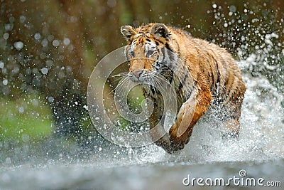 Tiger running in water. Danger animal, tajga in Russia. Animal in the forest stream. Grey Stone, river droplet. Tiger with splash Stock Photo