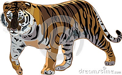 Tiger Series _ Siberian Tiger Vector Illustration
