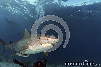 Tiger Shark Stock Photo