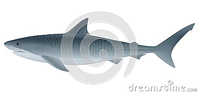 Tiger Shark Vector Illustration