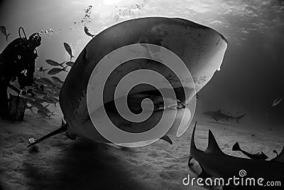 Tiger shark Bahamas Stock Photo