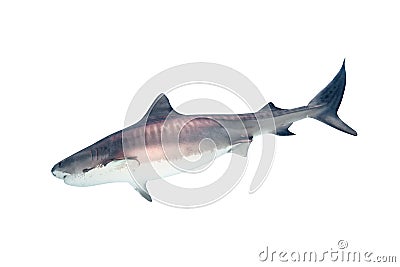Tiger Shark..Bahamas. Stock Photo