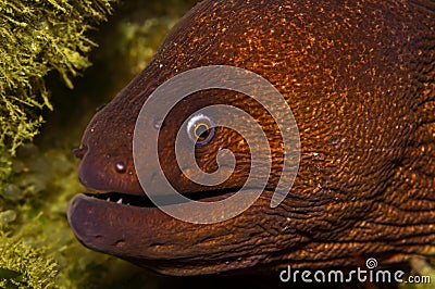 Close up of a California Moray Eel Stock Photo