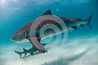 A tiger shark drifting by Stock Photo