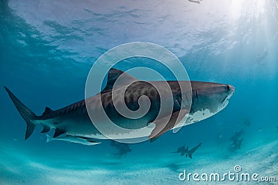 A tiger shark with friends Stock Photo