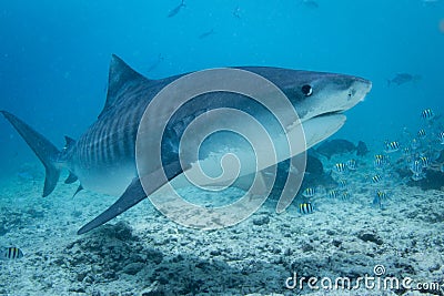Tiger Shark - Galeocerdo cuvier Stock Photo