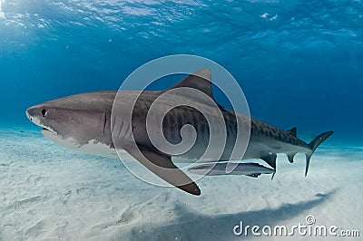 A tiger shark gliding gracefully past accompanied by a remora fish Stock Photo