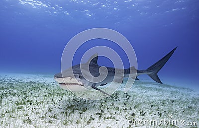 Tiger Shark Grand Bahama, Bahamas Stock Photo