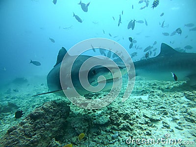 Tiger shark in open ocean, Maldives diving Stock Photo