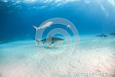 Tiger shark at Tigerbeach, Bahamas Stock Photo