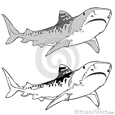 Tiger Shark Vector Illustration Stock Photo