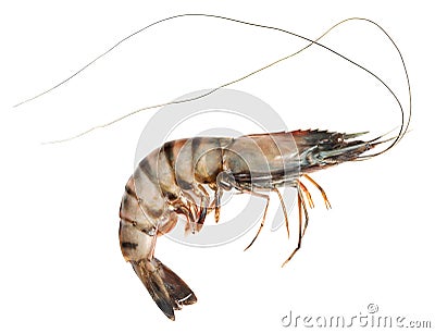 Tiger Shrimp Stock Photo