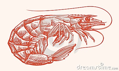 Tiger shrimp hand drawn engraving style sketch. Whole prawn, seafood vector illustration Vector Illustration
