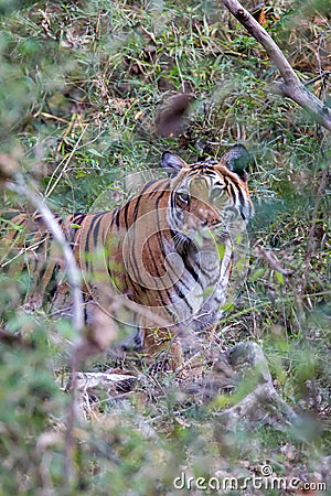 Tiger in shrub Stock Photo