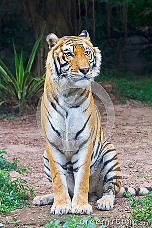 Tiger sitting Stock Photo