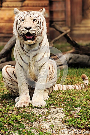 Tiger Sitting Stock Photo