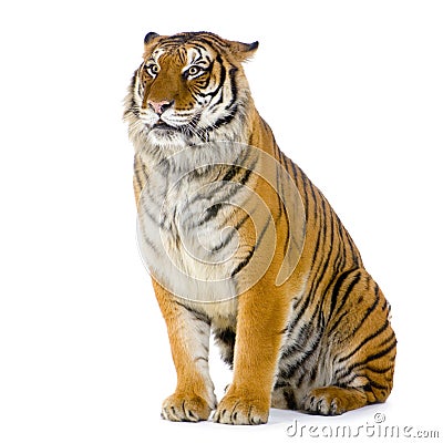 Tiger sitting Stock Photo